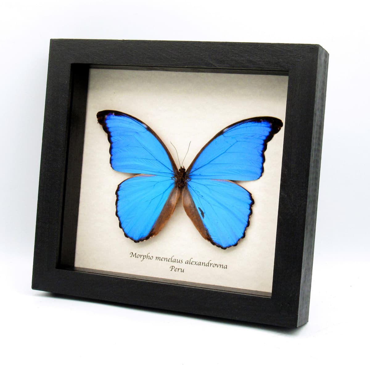 Real XL metallic blue Morpho butterfly framed taxidermy - Morpho menelaus alexandrovna - 6.1 inch wingspan