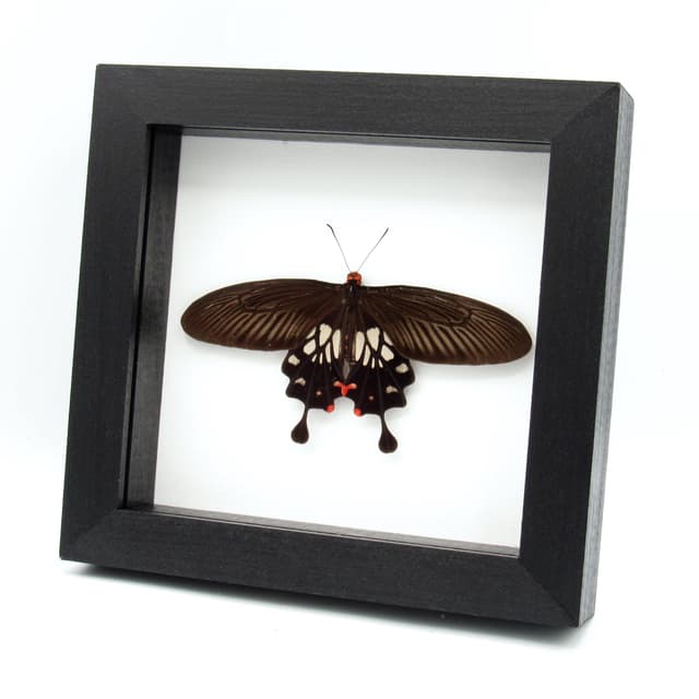Real red Clubtail butterfly framed taxidermy - Losaria coon doubledayi - Victorian mount