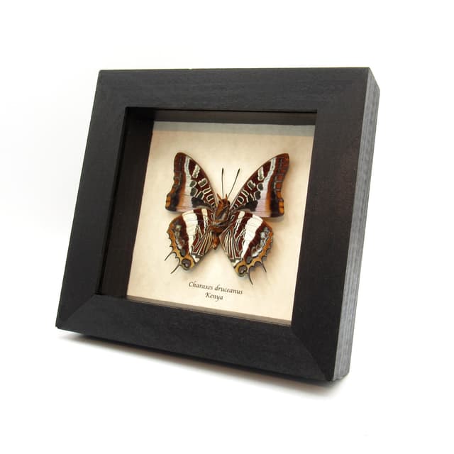 Rare Silver Barred Charaxes butterfly framed taxidermy - Charaxes druceanus