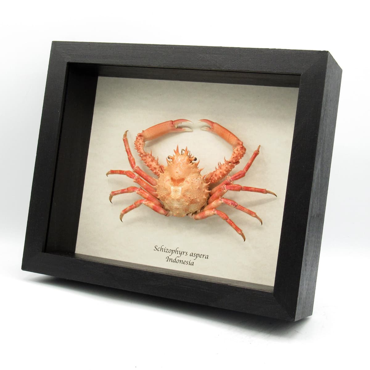 Real Red Spider Crab framed taxidermy - Schizophyrs aspera