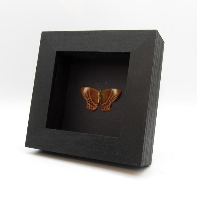 Real Malaysian Plum Judy butterfly framed taxidermy - Abisara echerius - Victorian mount