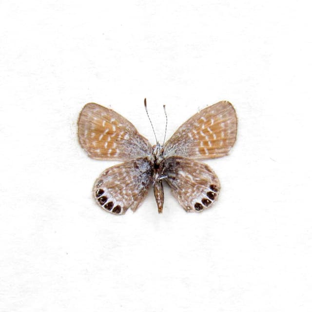 Real TINY Western Pygmy Blue butterfly framed taxidermy - Brephidium exilis - smallest butterfly in North America