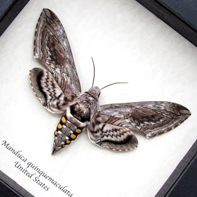 Real Five-Spotted Hawkmoth framed taxidermy - Manduca quinquemaculata