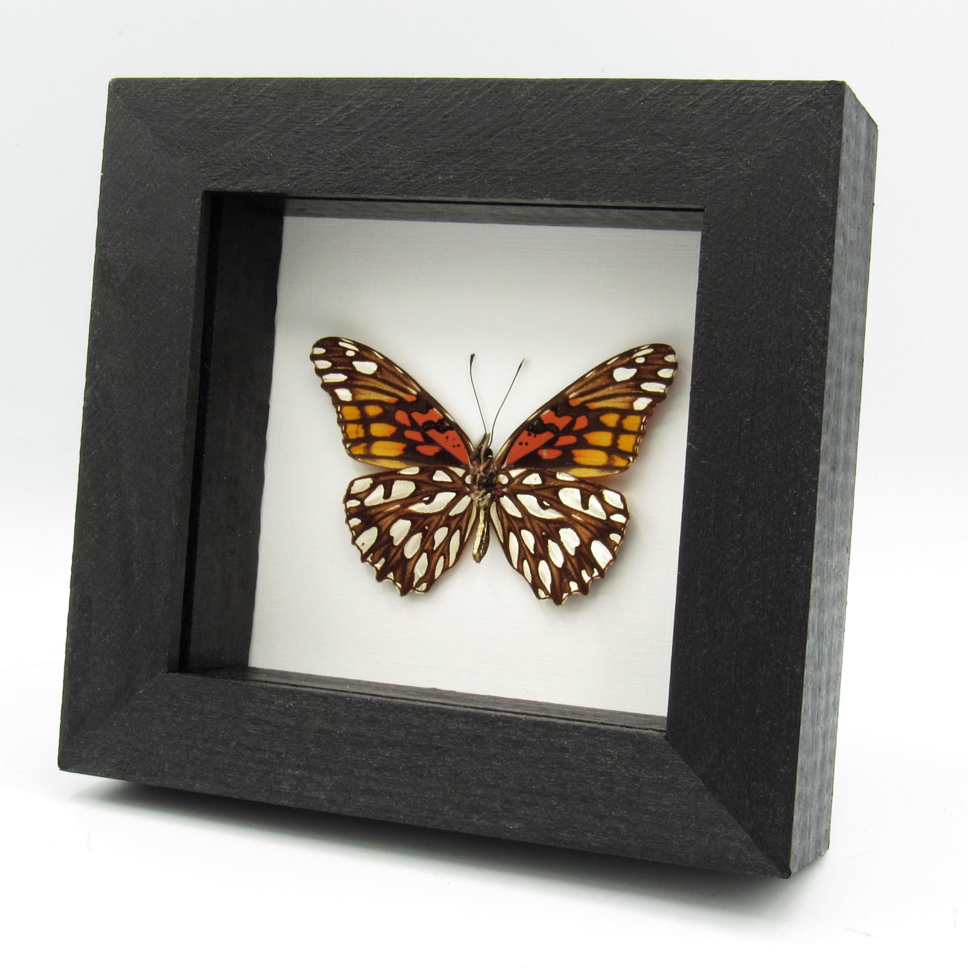 Real metallic silver butterfly framed taxidermy - Dione moneta