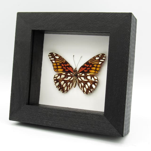 Real metallic silver butterfly framed taxidermy - Dione moneta