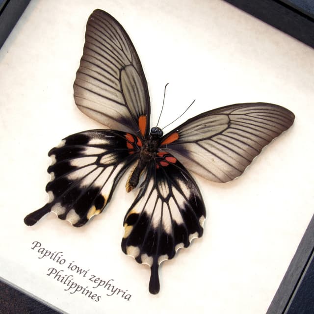 Real Great Yellow Mormon Swallowtail butterfly framed taxidermy - Papilio iowi zephyria - female