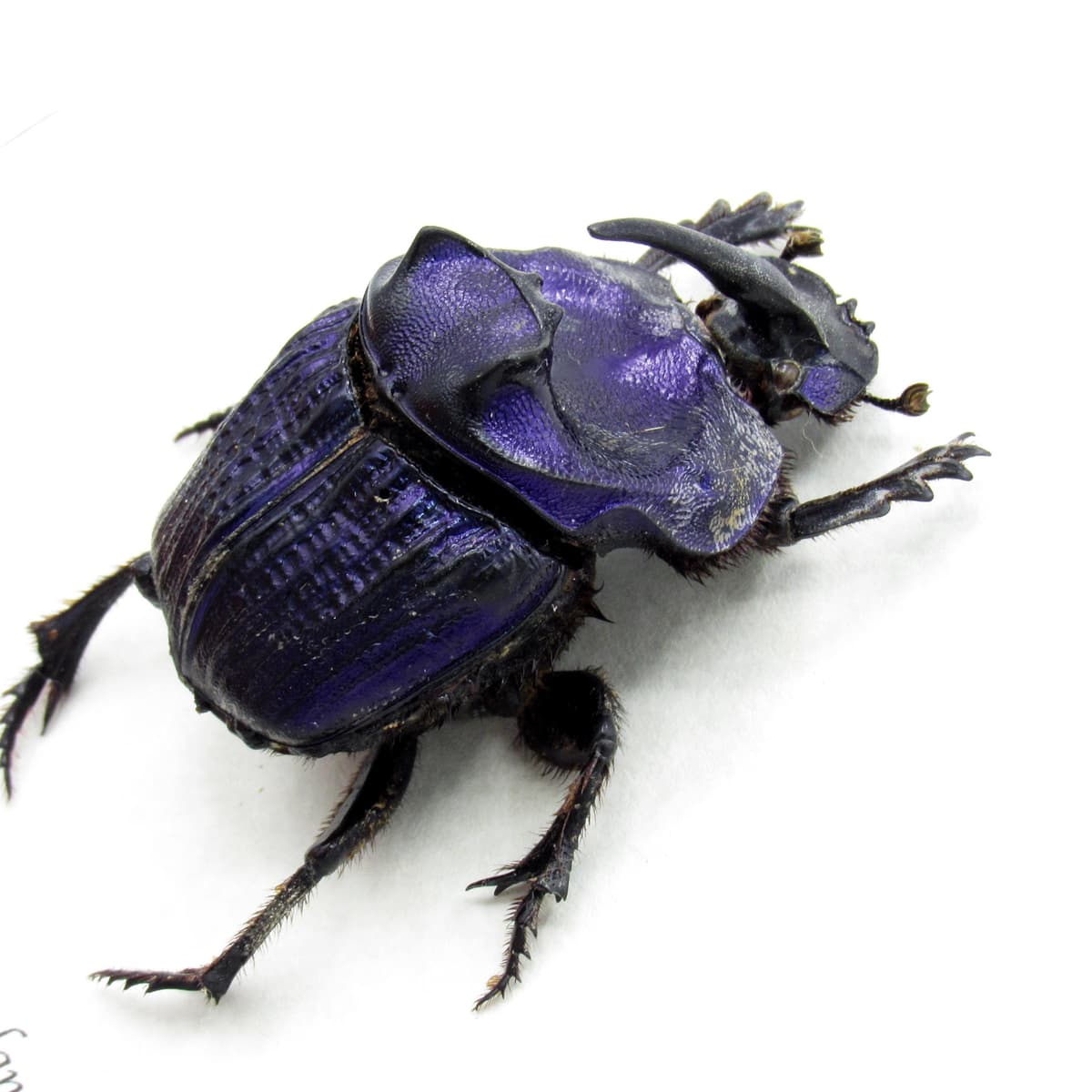 Rare Giant Purple Scarab beetle framed taxidermy - Megaphanaeus lancifer