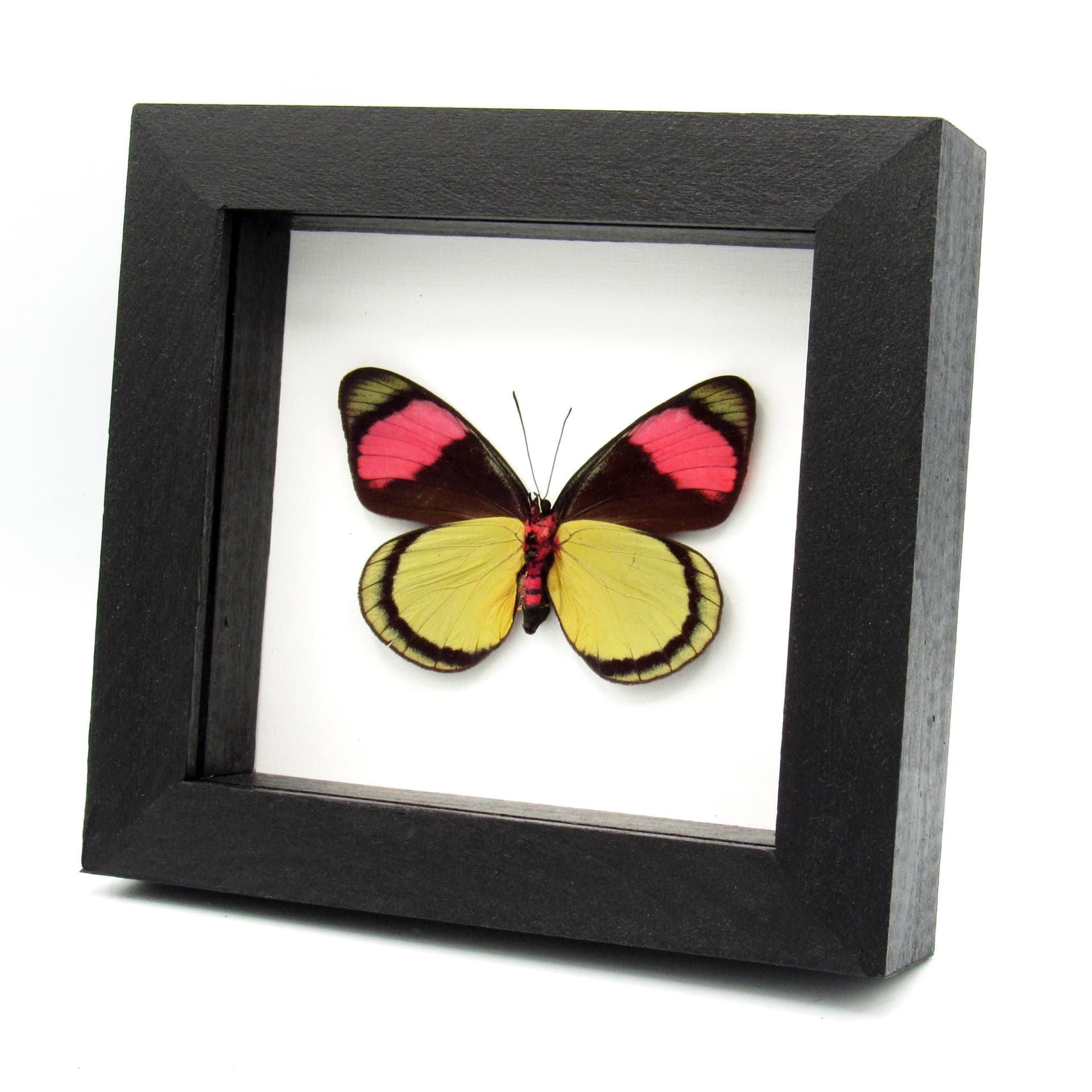 Real Pink Painted Beauty butterfly framed taxidermy - Batesia hypochlora