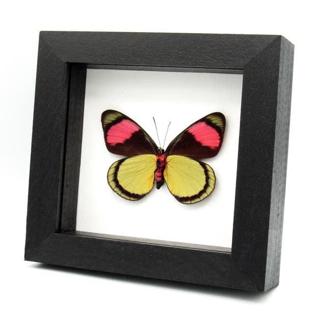 Real Pink Painted Beauty butterfly framed taxidermy - Batesia hypochlora
