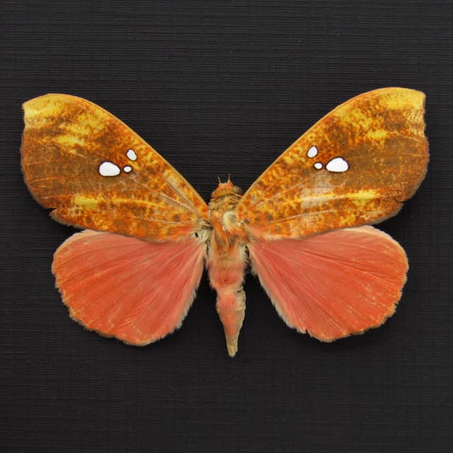 Rare hot pink fruit sucking moth framed taxidermy - Miniodes discolor - minor damage/missing antenna