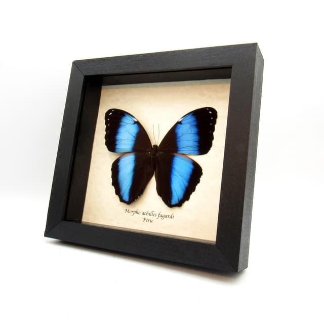 Real metallic blue Morpho butterfly framed taxidermy - Morpho achilles fagardi