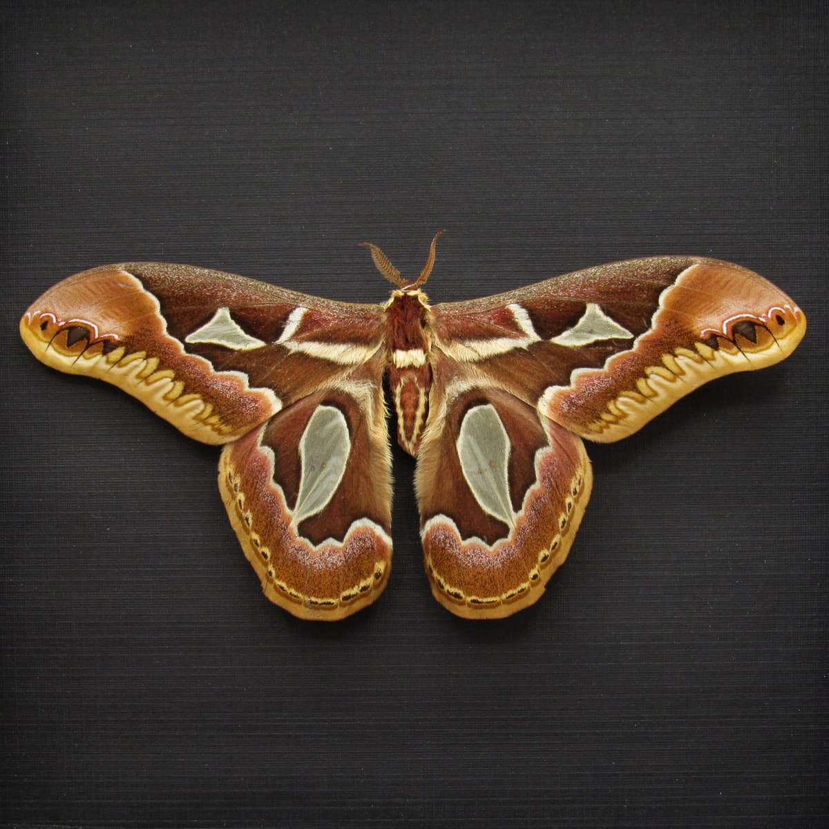 Real Saturn moth framed taxidermy - Rothschildia jacobaeae - Victorian mount - very large