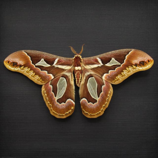 Real Saturn moth framed taxidermy - Rothschildia jacobaeae - Victorian mount - very large