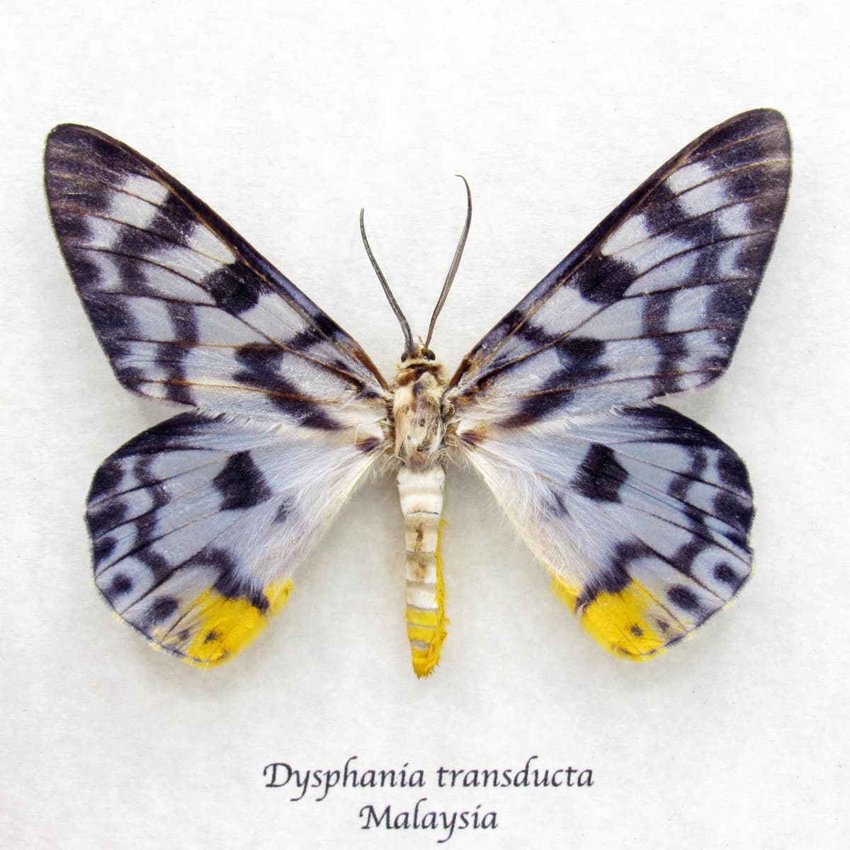 Rare Ice blue moth framed taxidermy - Dysphania transducta