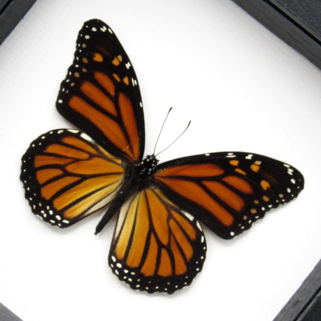 Real XL Monarch framed butterfly taxidermy - Danaus plexippus