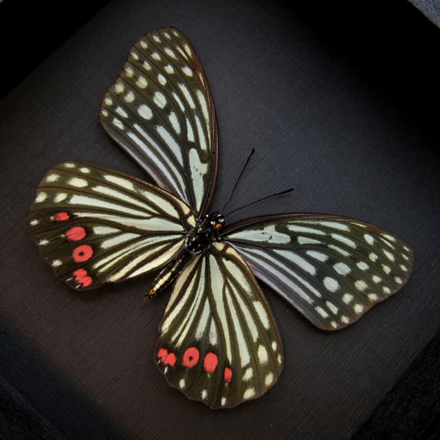 Real red and green framed taxidermy butterfly - Hestina assimilis - XL