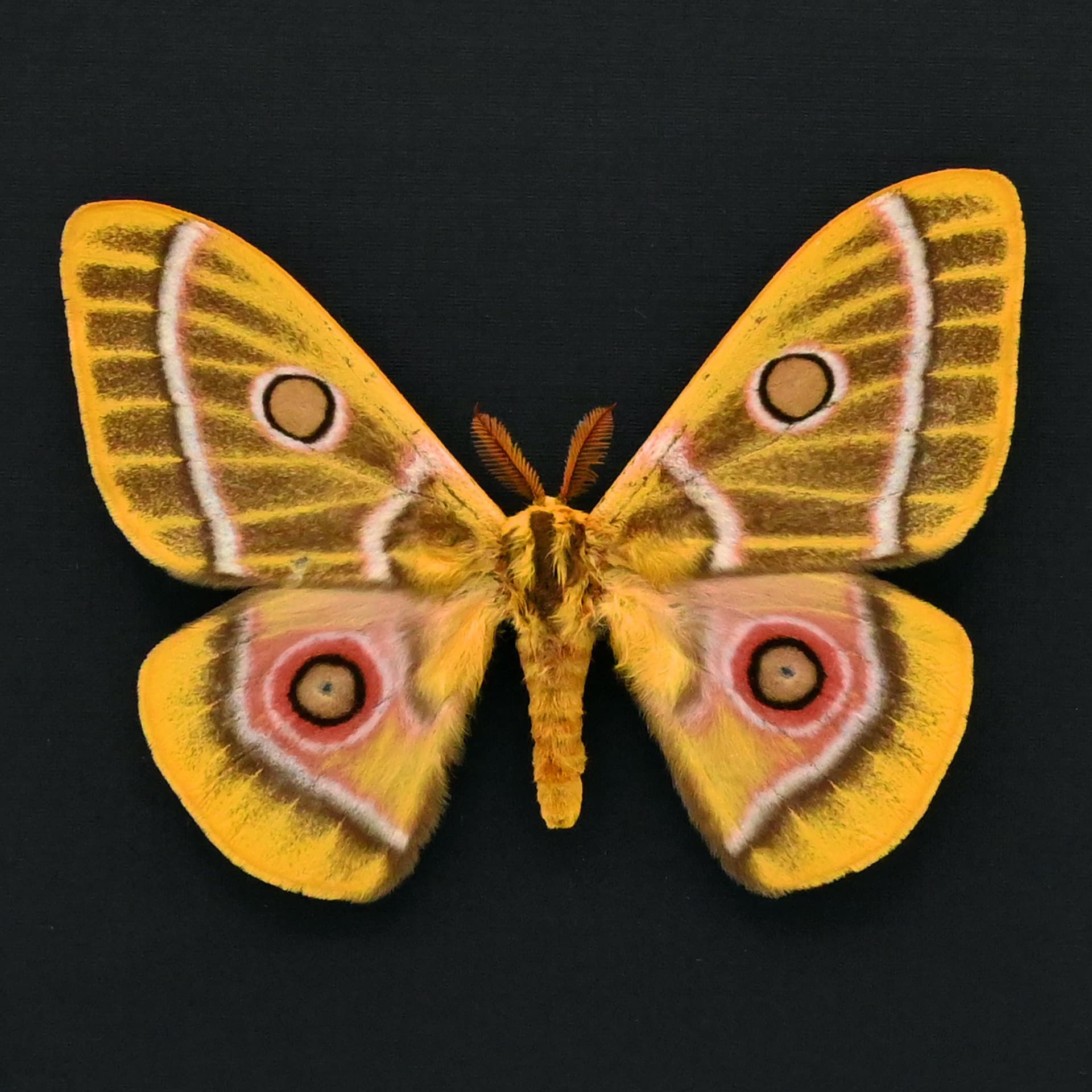 World rarity real yellow Saturn moth framed taxidermy - Bunaeopsis oubie typica