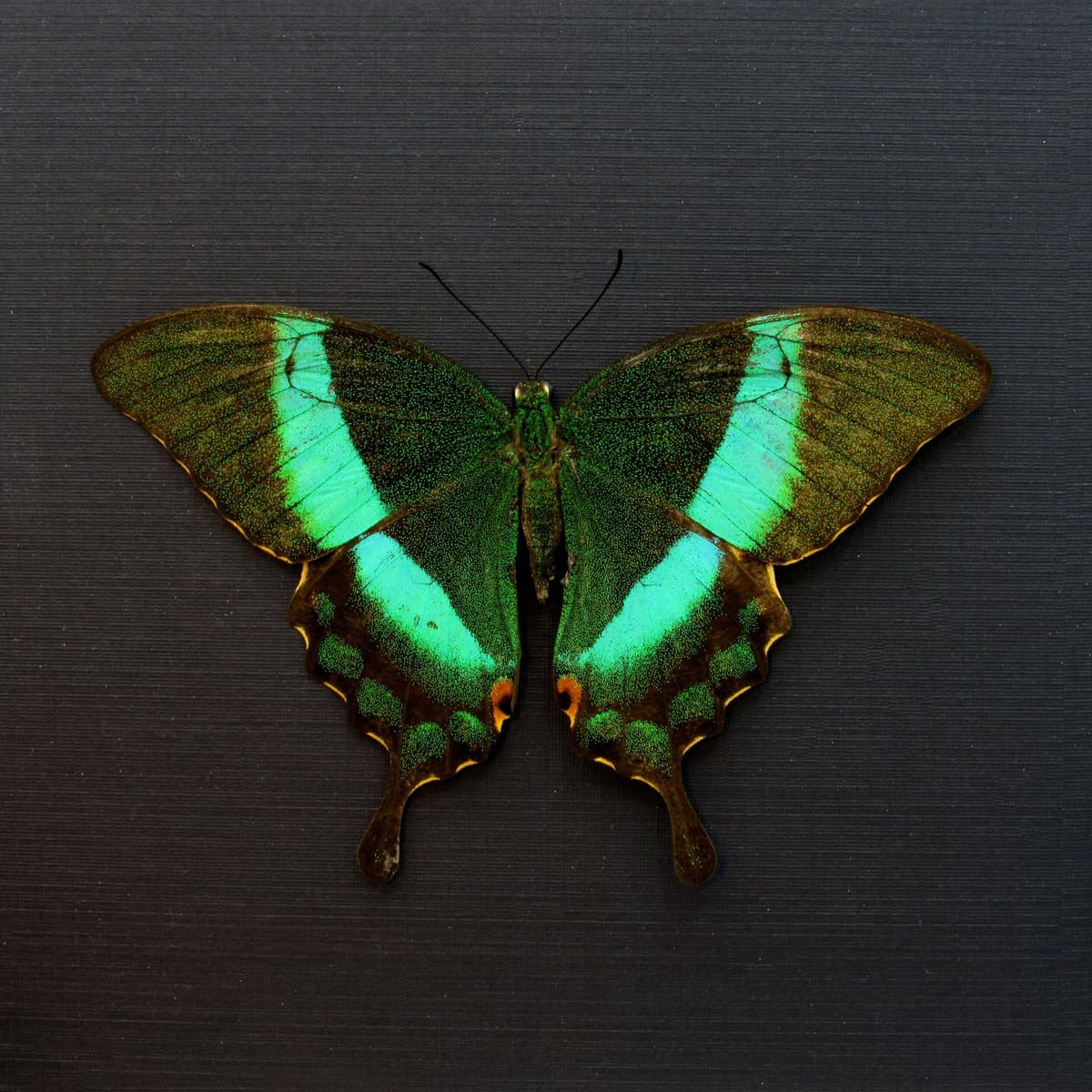 Real Emerald Swallowtail framed taxidermy - Papilio palinarus daedalus - Victorian mount - Large female