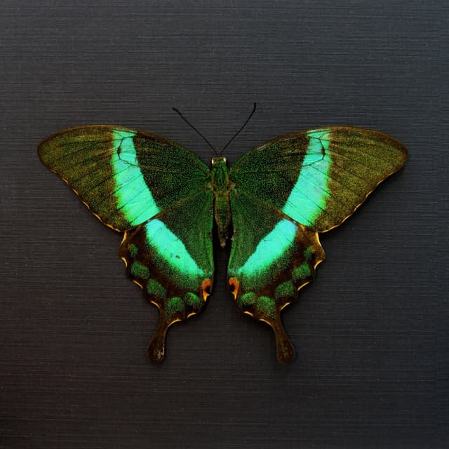 Real Emerald Swallowtail framed taxidermy - Papilio palinarus daedalus - Victorian mount - Large female