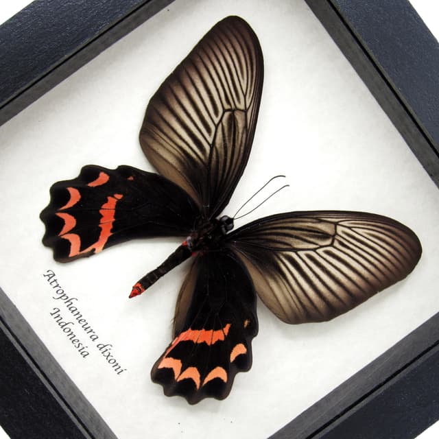 Rare Batwing butterfly framed taxidermy - Atrophaneura dixoni - large female