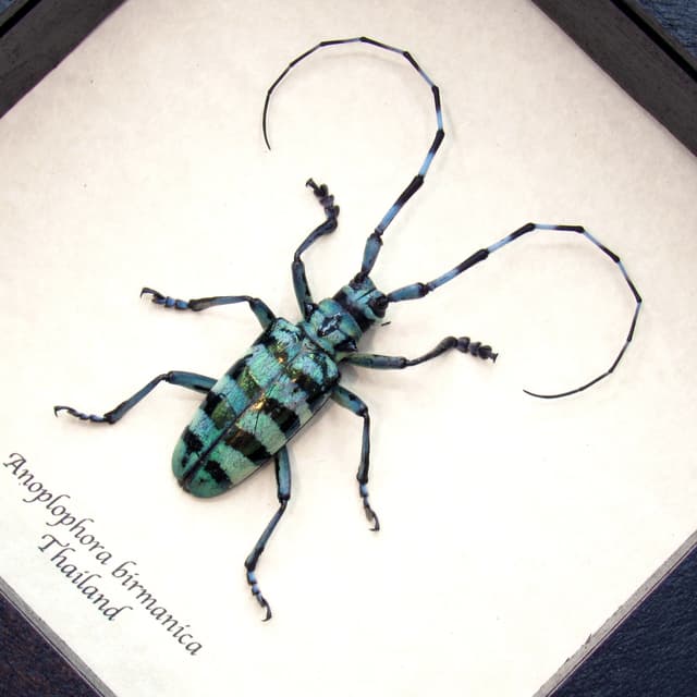 Real blue Longhorn beetle framed taxidermy - Anoplophora birmanica
