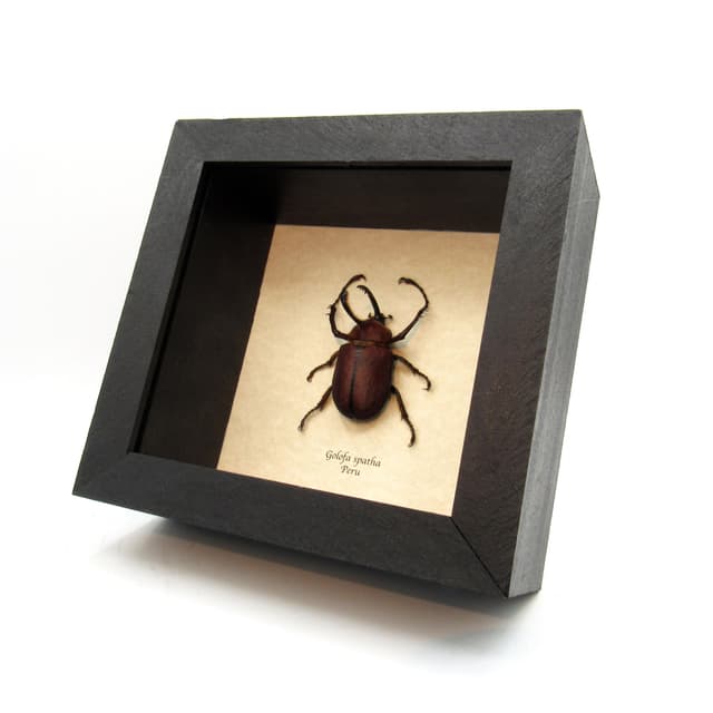 Real Long Horned Rhinoceros beetle framed taxidermy - Golofa spatha