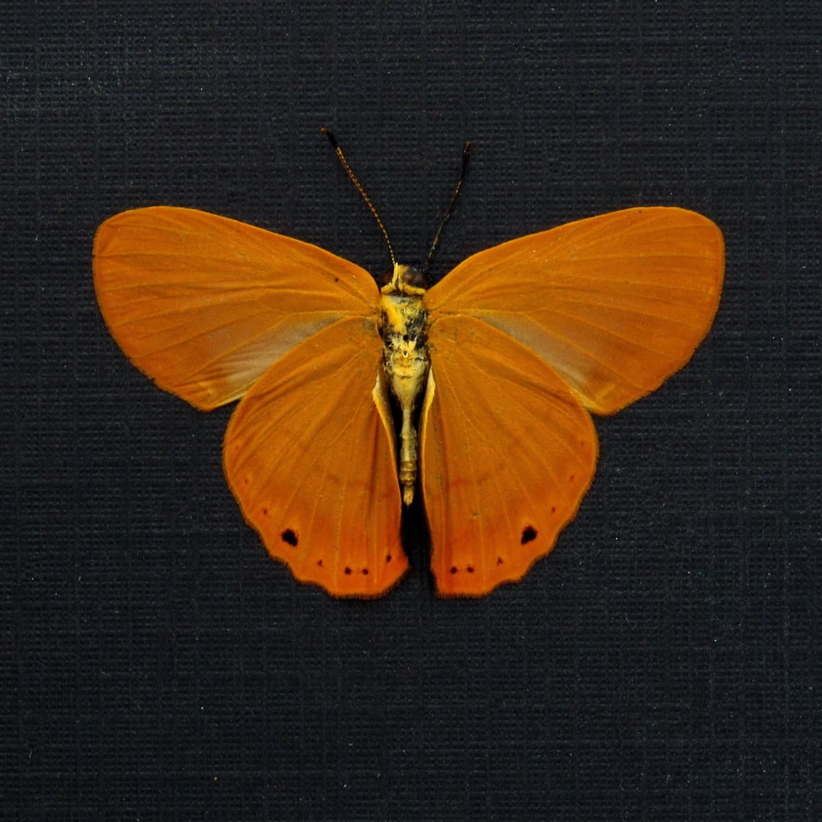 Real orange Metalmark butterfly framed taxidermy - Riodinidae species - Victorian mount