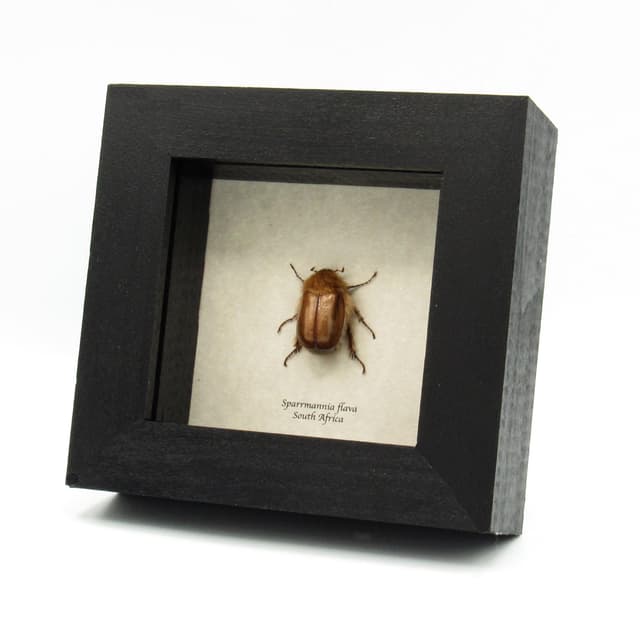 Rare Woolly Leaf Chafer beetle framed specimen - Sparrmannia flava