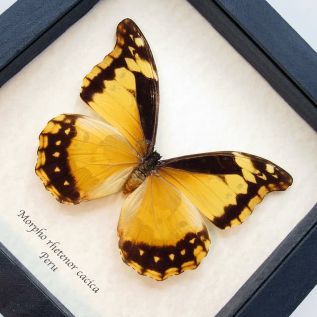 Rare Giant Yellow Morpho butterfly framed taxidermy - Morpho rhetenor cacica - large female - damaged/missing antenna