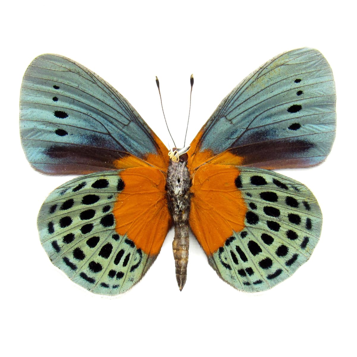 Real metallic butterfly framed taxidermy - Asterope degandii