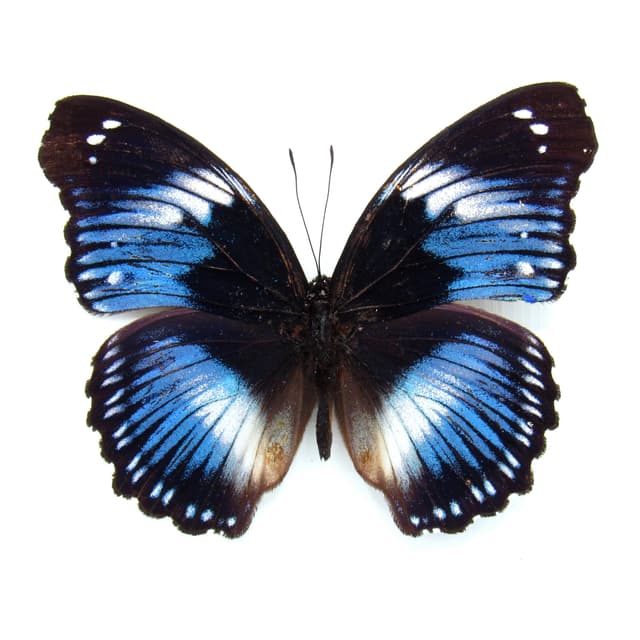 Real violet Blue Diadem butterfly framed taxidermy - Hypolimnas salmacis