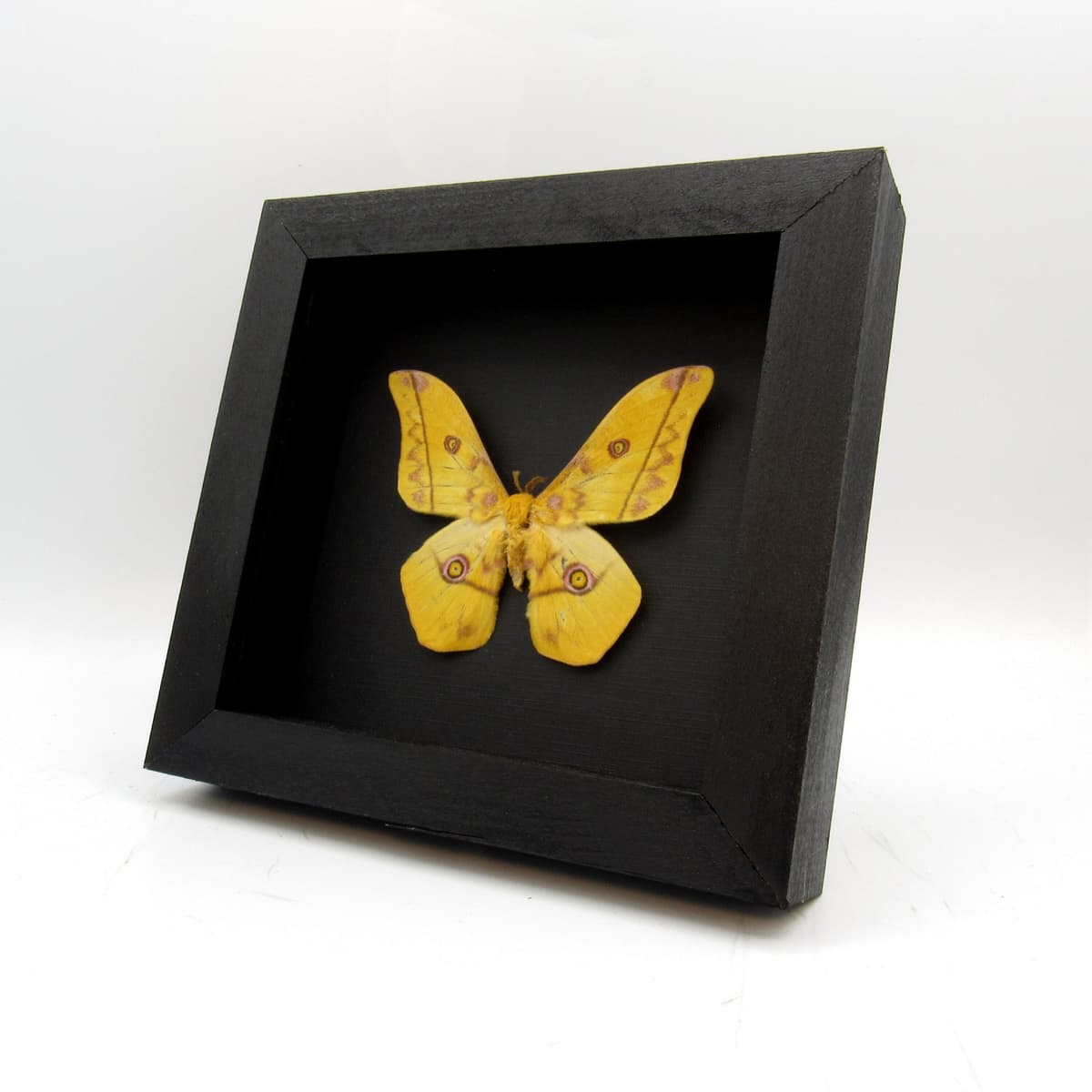 Real Giant Emperor moth framed taxidermy - Nudaurelia dione