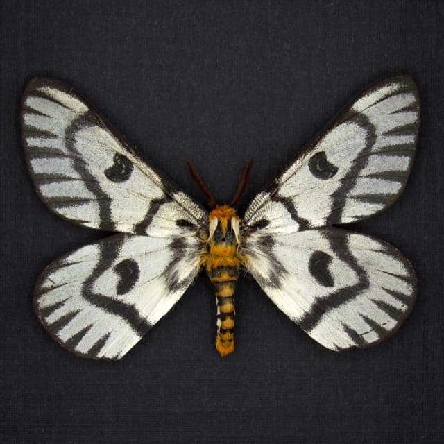 Real Sagebrush Sheep moth framed taxidermy - Hemileuca hera