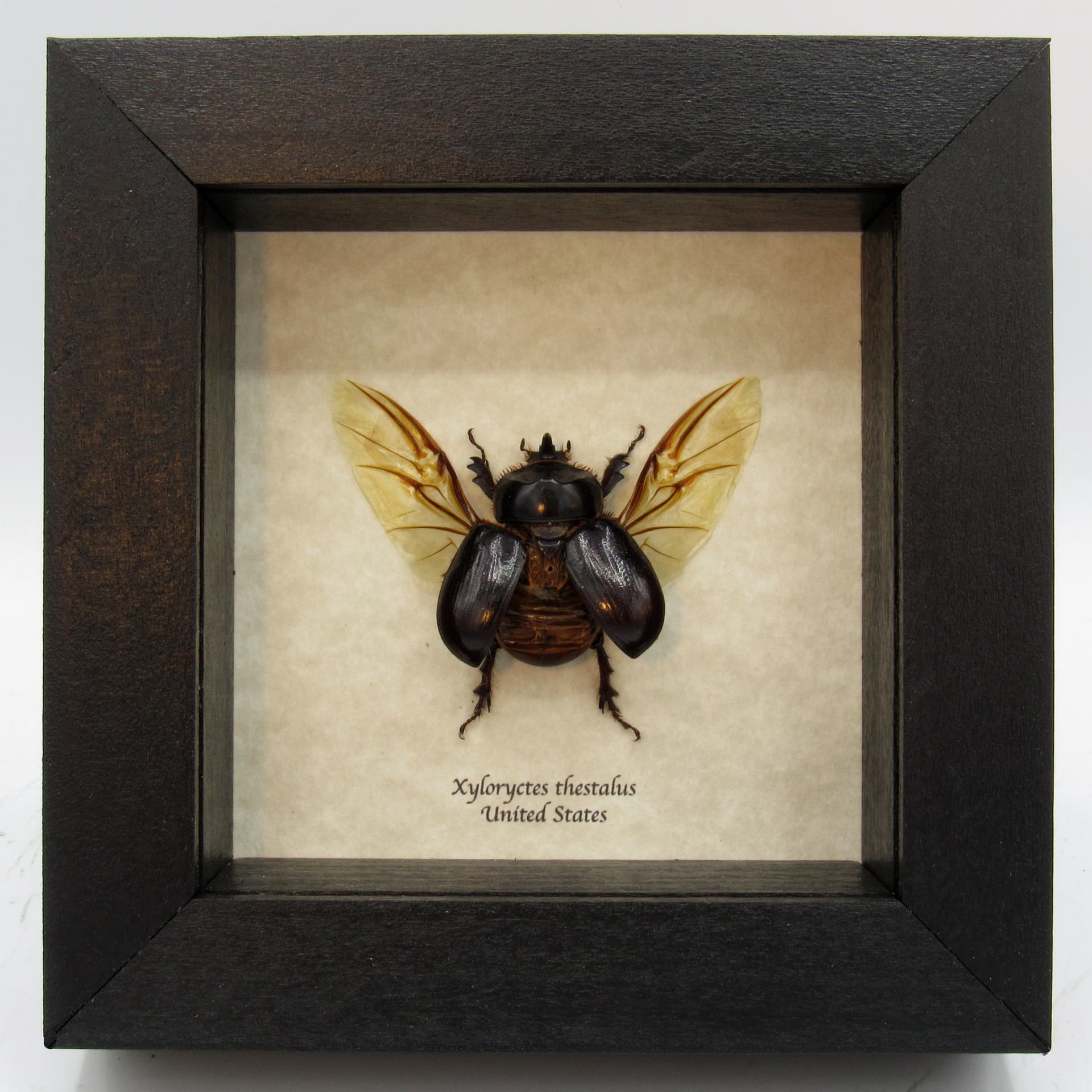 Real North American Rhinoceros Beetle framed taxidermy - Xyloryctes thestalus