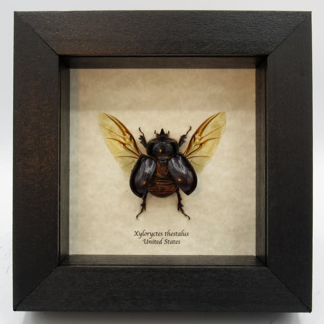 Real North American Rhinoceros Beetle framed taxidermy - Xyloryctes thestalus