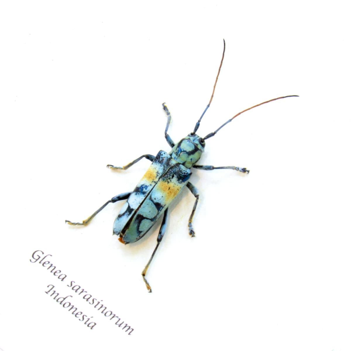 Rare blue Longhorn beetle framed taxidermy - Glenea sarasinorum