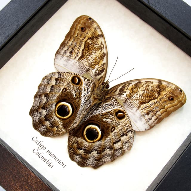 Real Giant Owl butterfly framed taxidermy - Caligo memnon