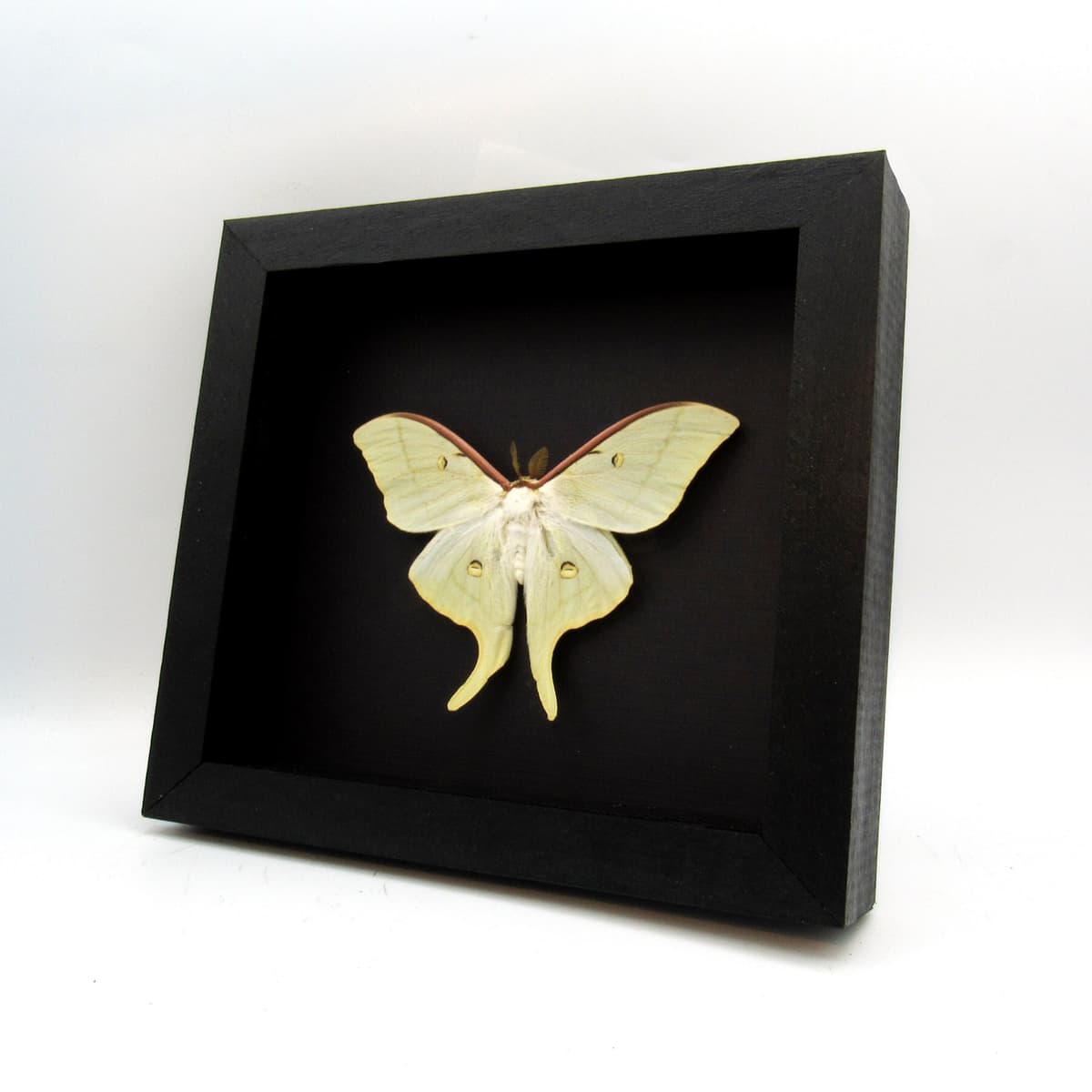 Rare Sweetheart Moonmoth framed taxidermy - Actias dulcinea - Victorian mount - minor repair