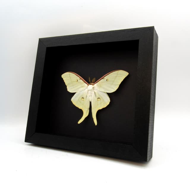 Rare Sweetheart Moonmoth framed taxidermy - Actias dulcinea - Victorian mount - minor repair