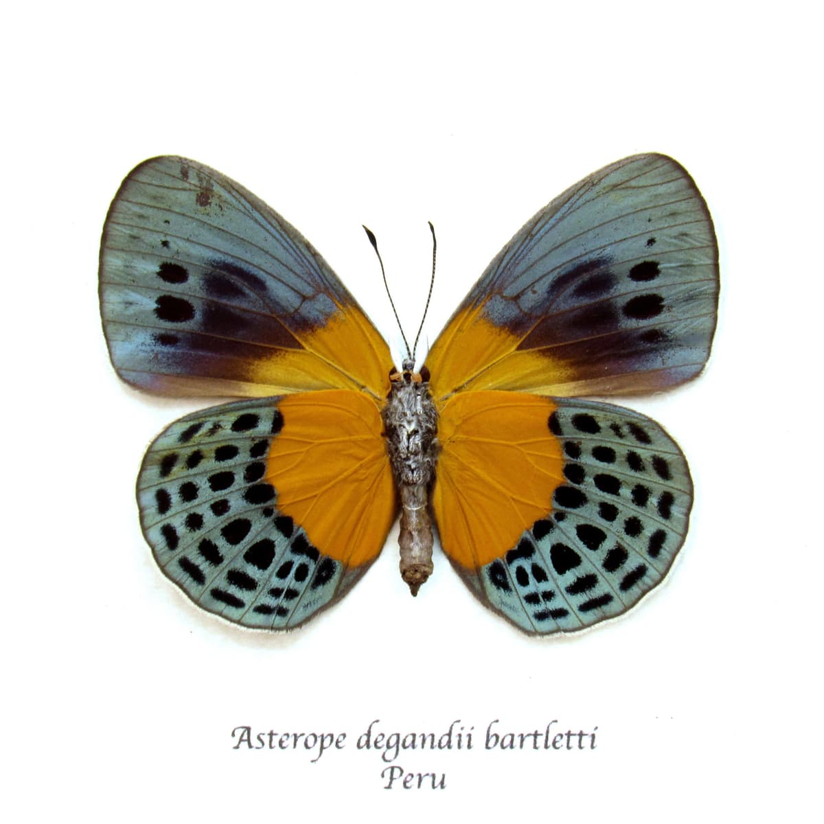Rare metallic butterfly framed taxidermy - Asterope degandii bartletti - female