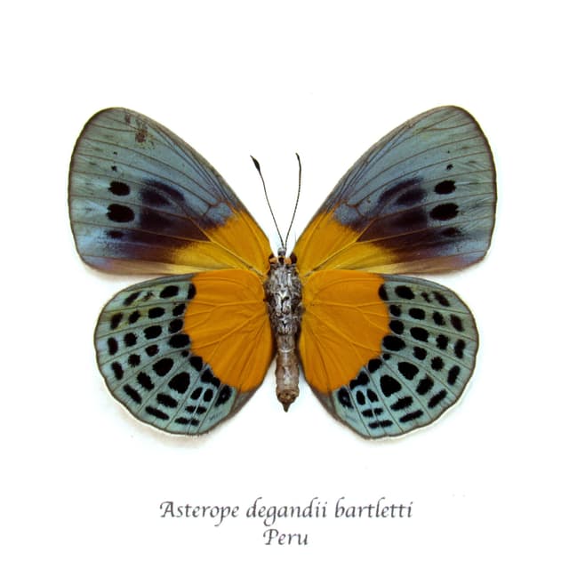 Rare metallic butterfly framed taxidermy - Asterope degandii bartletti - female