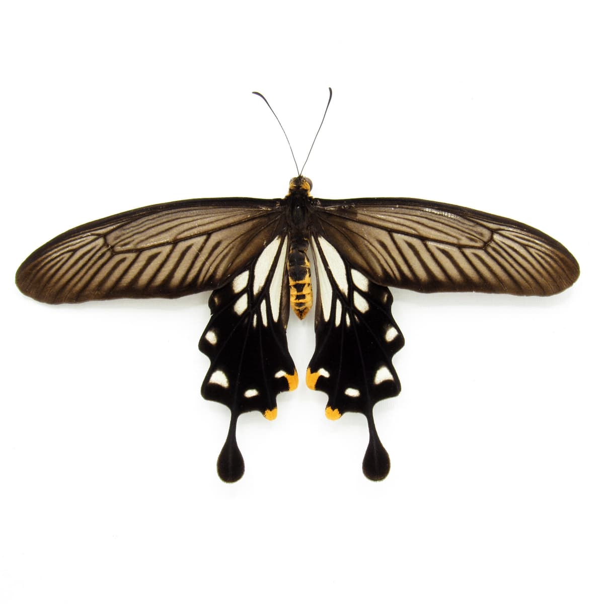 Real framed taxidermy butterfly - Losaria coon coon - Victorian mount