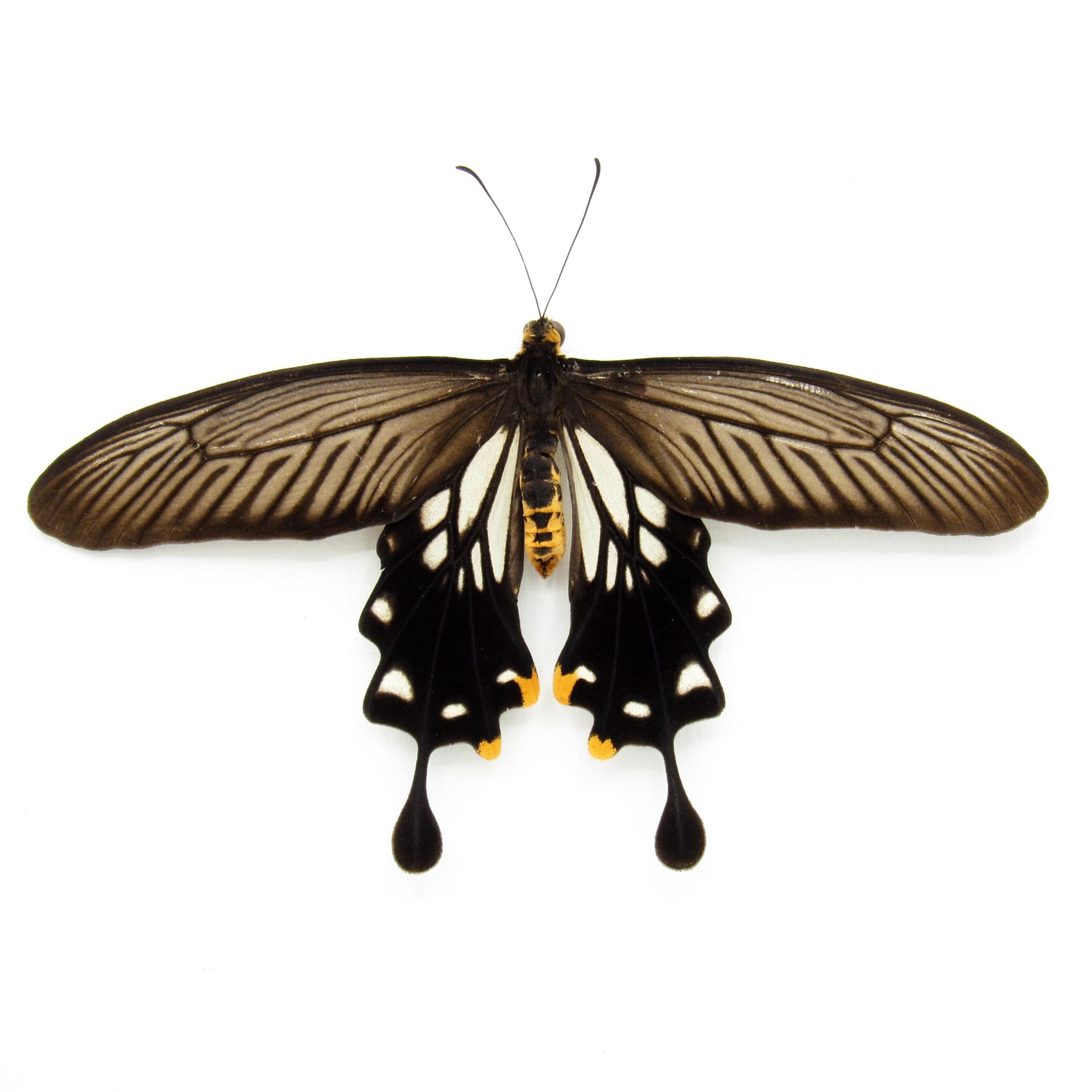 Real framed taxidermy butterfly - Losaria coon coon - Victorian mount