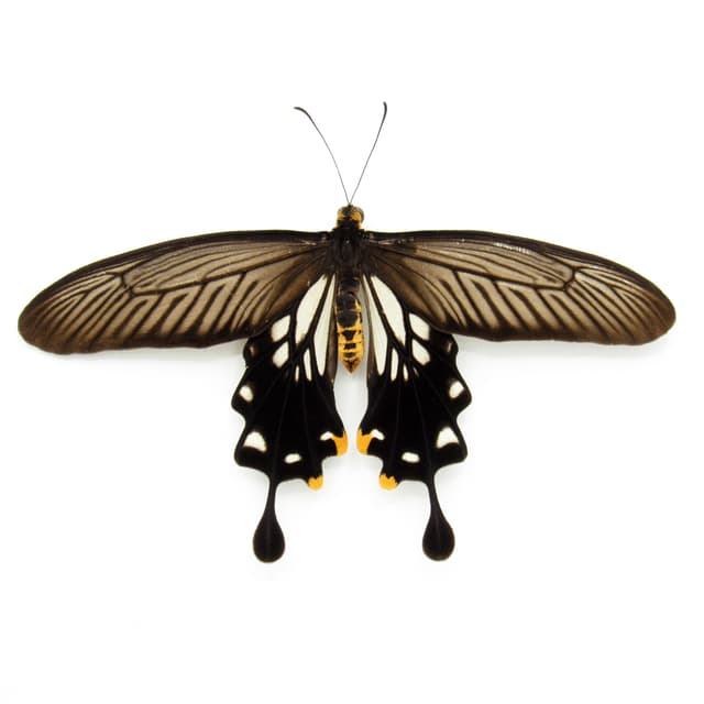 Real framed taxidermy butterfly - Losaria coon coon - Victorian mount