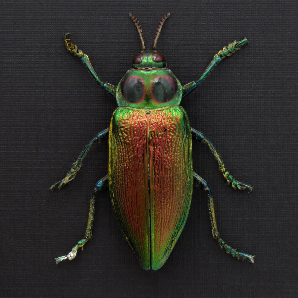 Huge metallic Jewel beetle framed taxidermy - Euchroma gigantea