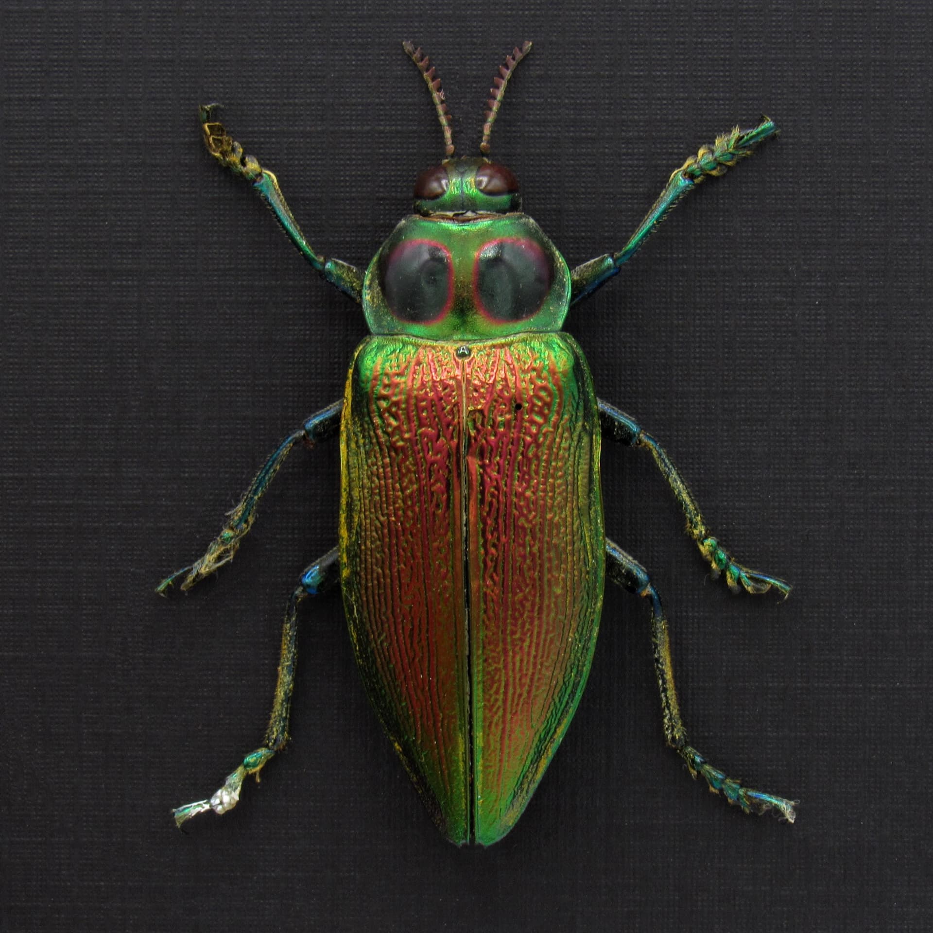 Huge metallic Jewel beetle framed taxidermy - Euchroma gigantea