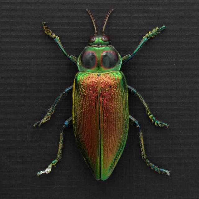 Huge metallic Jewel beetle framed taxidermy - Euchroma gigantea