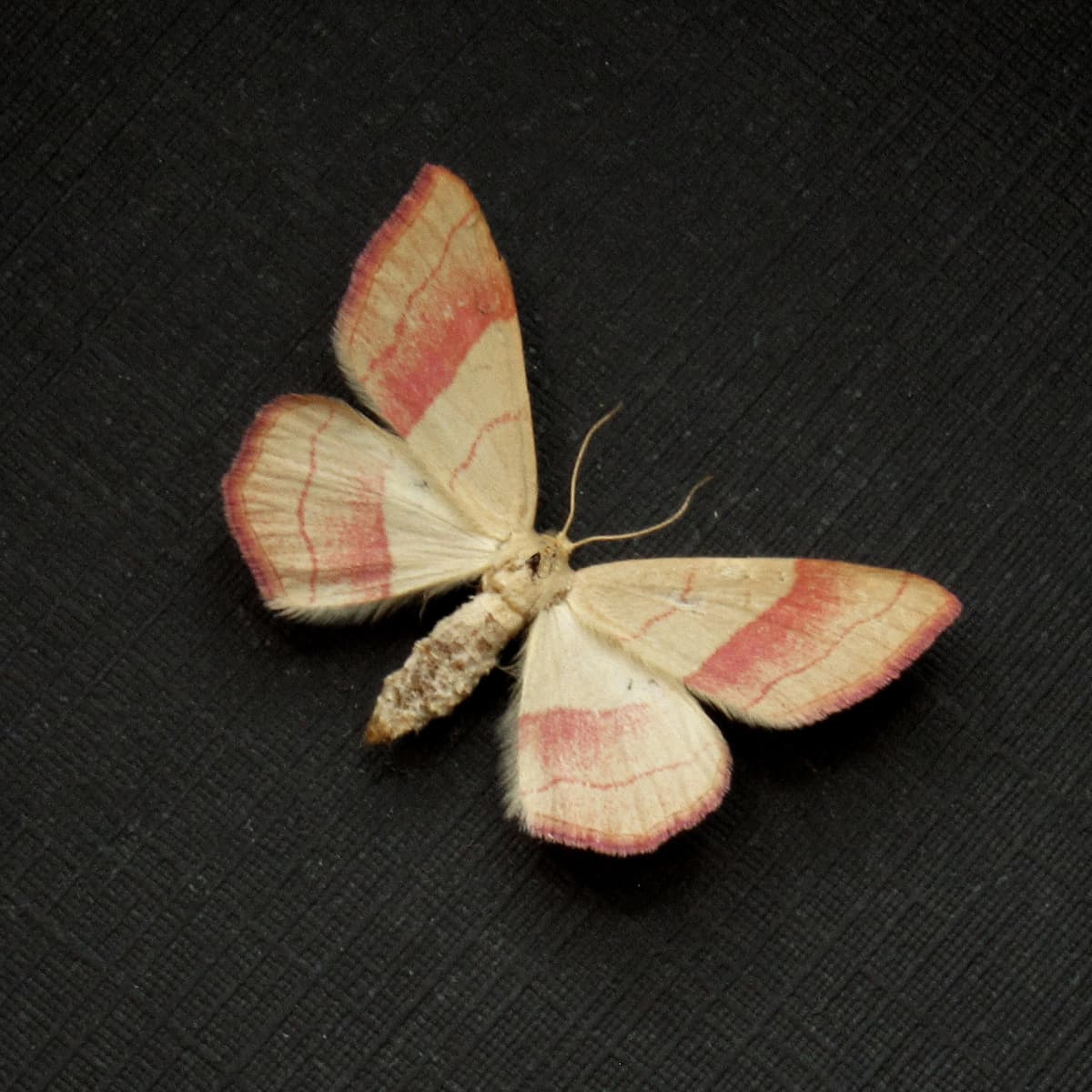Real tiny pink micromoth framed taxidermy - Rhodostrophia vibicaria