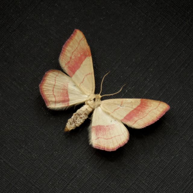 Real tiny pink micromoth framed taxidermy - Rhodostrophia vibicaria