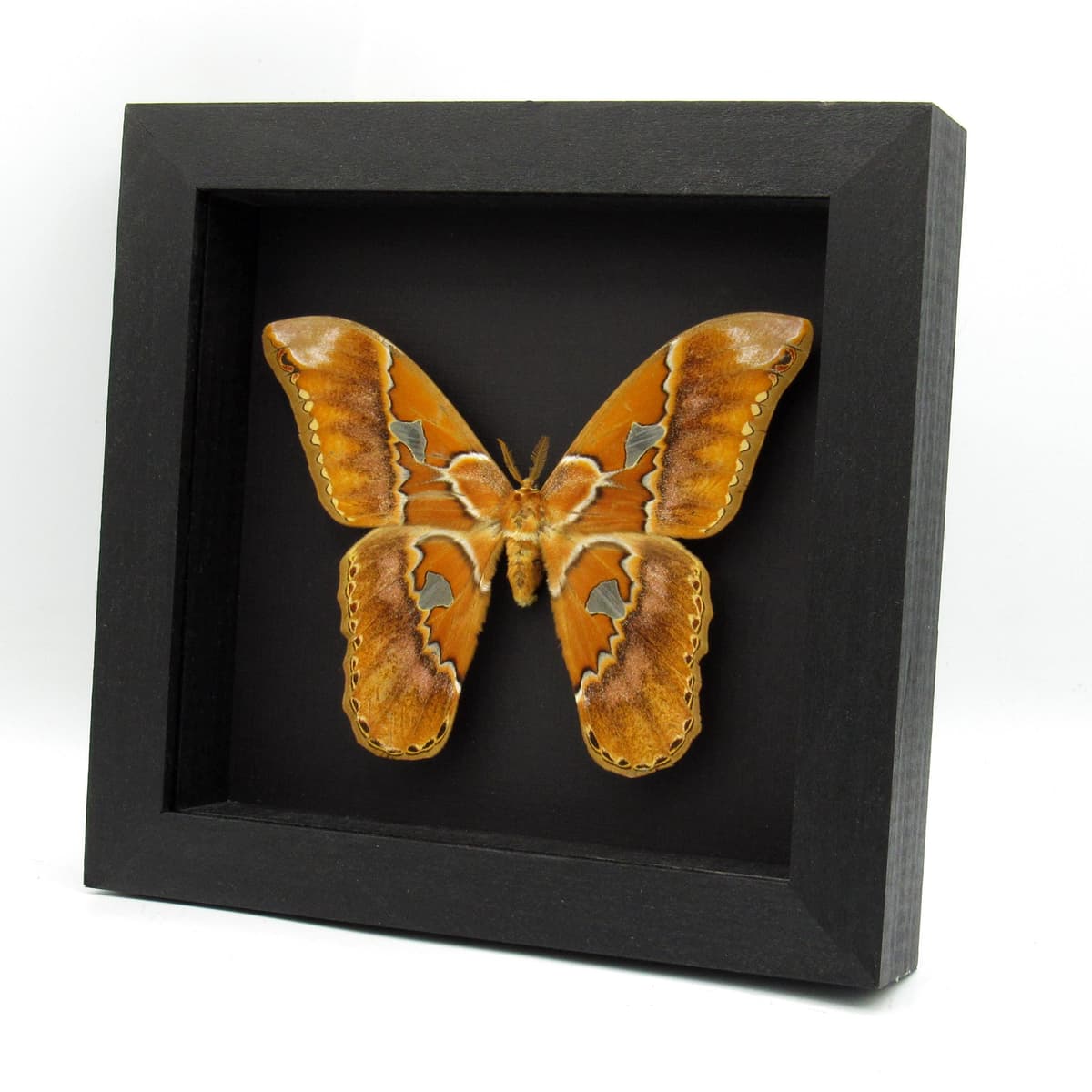 Real Saturn moth framed taxidermy - Rothschildia species